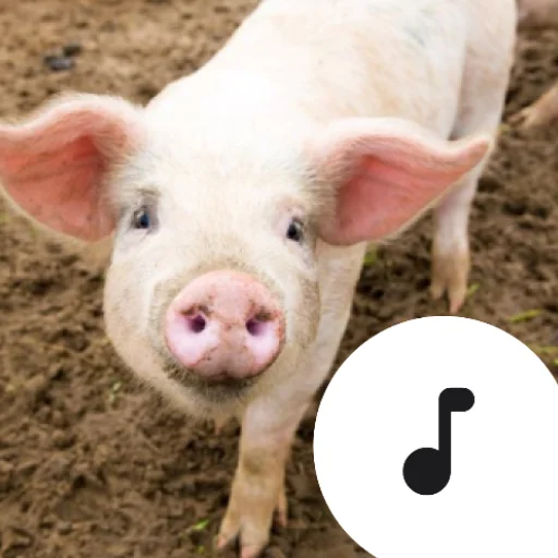 I-download ang Pig Sounds App – Pinakamahusay na Pig Soundboard Free