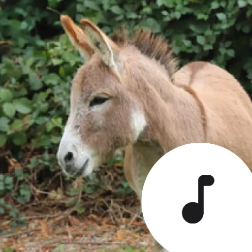 I-download ang Donkey Sounds – Pinakamahusay na Soundboard App