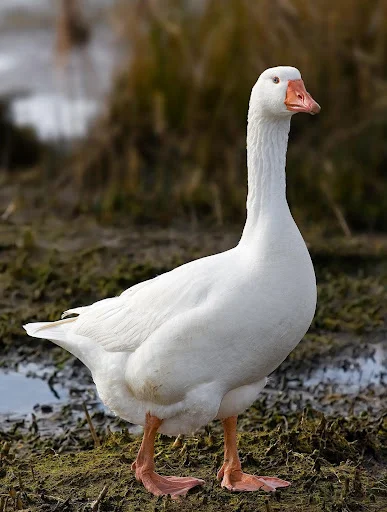 I-download ang Goose Sounds App – Mga Ringtone ng Gansa (Libre) - Screenshot 1