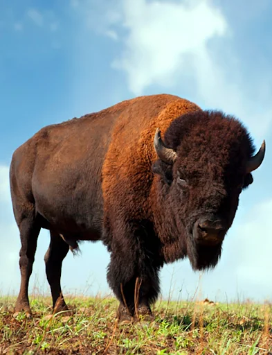 I-download ang Buffalo and Bison Sounds – Mga Ringtone at Tunog - Screenshot 1