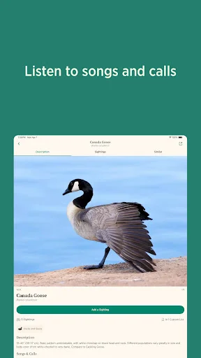 Audubon Bird Guide: Tukuyin ang Higit sa 800 Ibon nang Libre - Screenshot 9