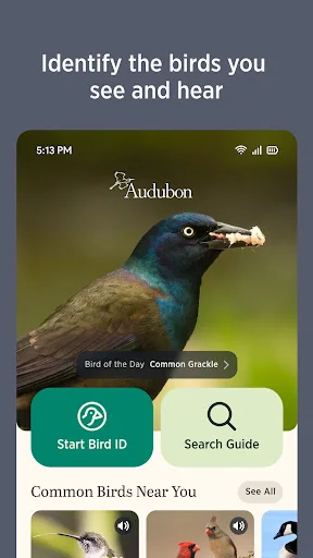 Audubon Bird Guide: Tukuyin ang Higit sa 800 Ibon nang Libre - Screenshot 3