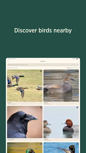 Audubon Bird Guide: Tukuyin ang Higit sa 800 Ibon nang Libre - Screenshot 10