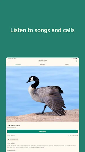 Audubon Bird Guide: Tukuyin ang Higit sa 800 Ibon nang Libre - Screenshot 14