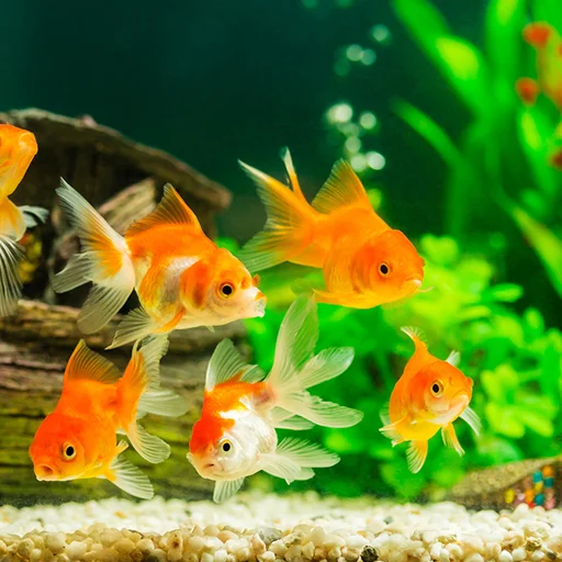 Fish On Screen 3D Wallpaper – I-download ang Live Fish Wallpaper