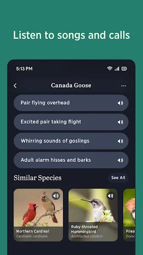 Audubon Bird Guide: Tukuyin ang Higit sa 800 Ibon nang Libre - Screenshot 4