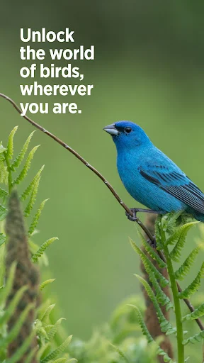 Audubon Bird Guide: Tukuyin ang Higit sa 800 Ibon nang Libre - Screenshot 12