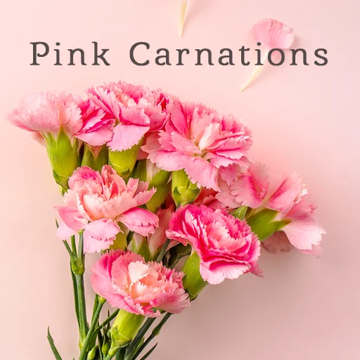 I-download ang Pink Carnations Theme – Magandang Bulaklak Free